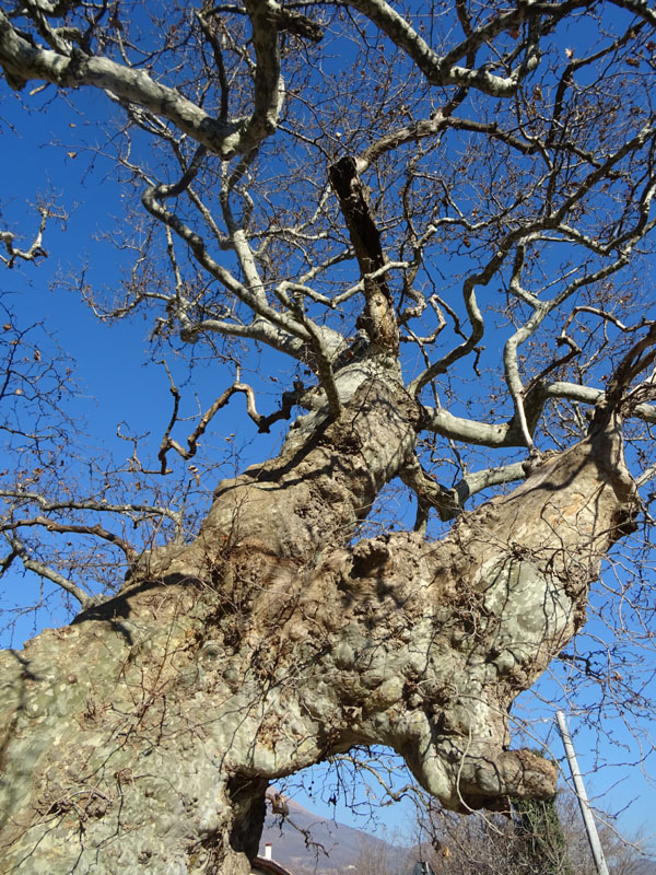 Platanus orientalis - loc. Platano (VR)